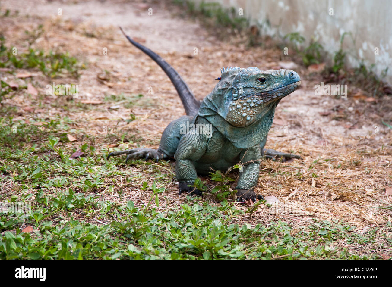 Iguana blu Foto Stock