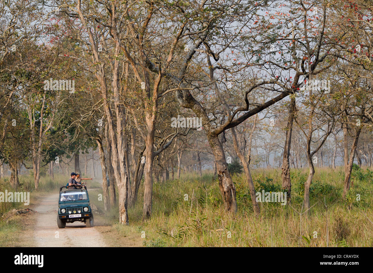 Il Jeep safari, il Parco Nazionale di Kaziranga, Assam, il Nordest dell India, India, Asia Foto Stock