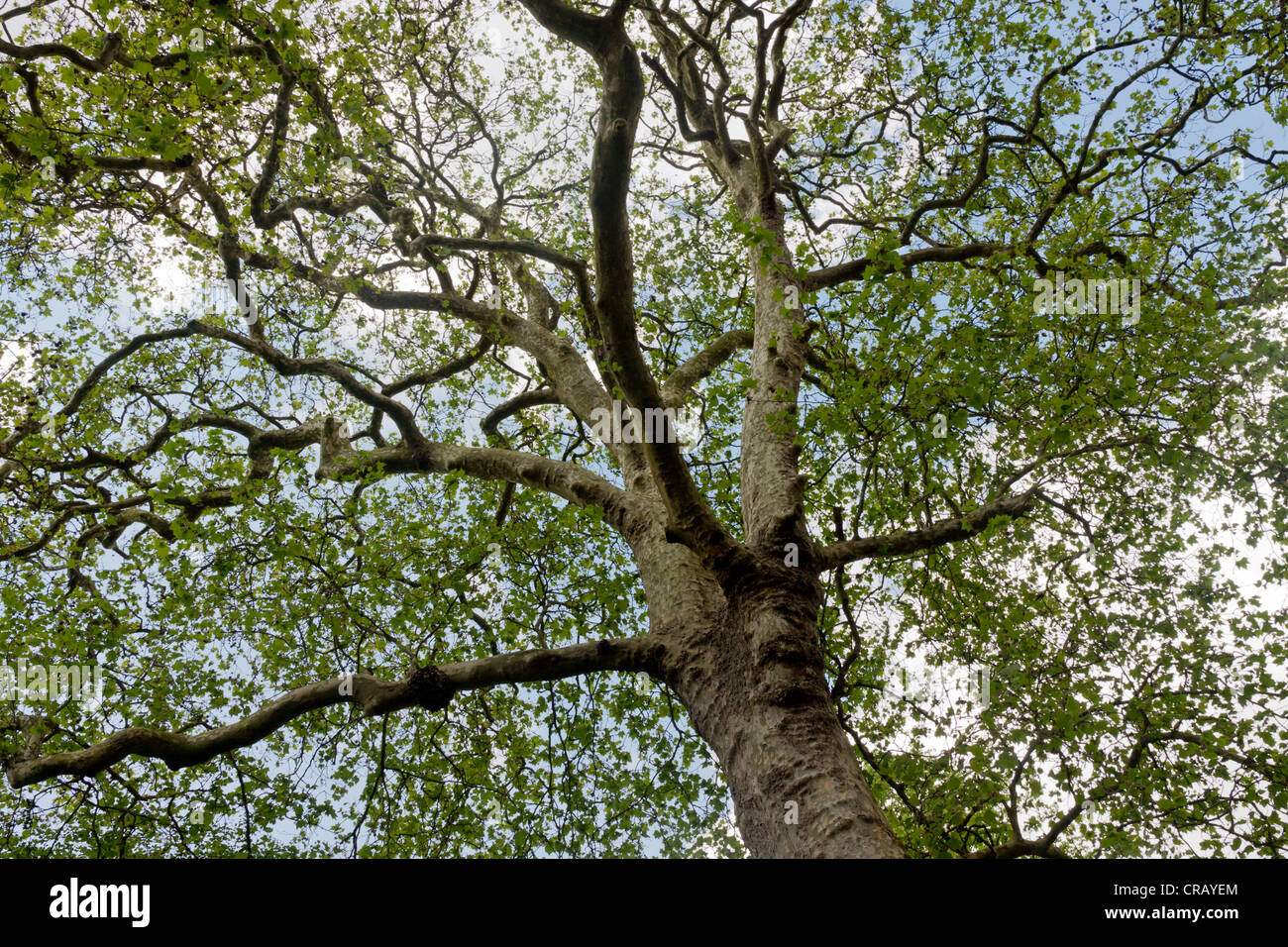 Un piano di Londra tree - Platanus x hispanica Foto Stock