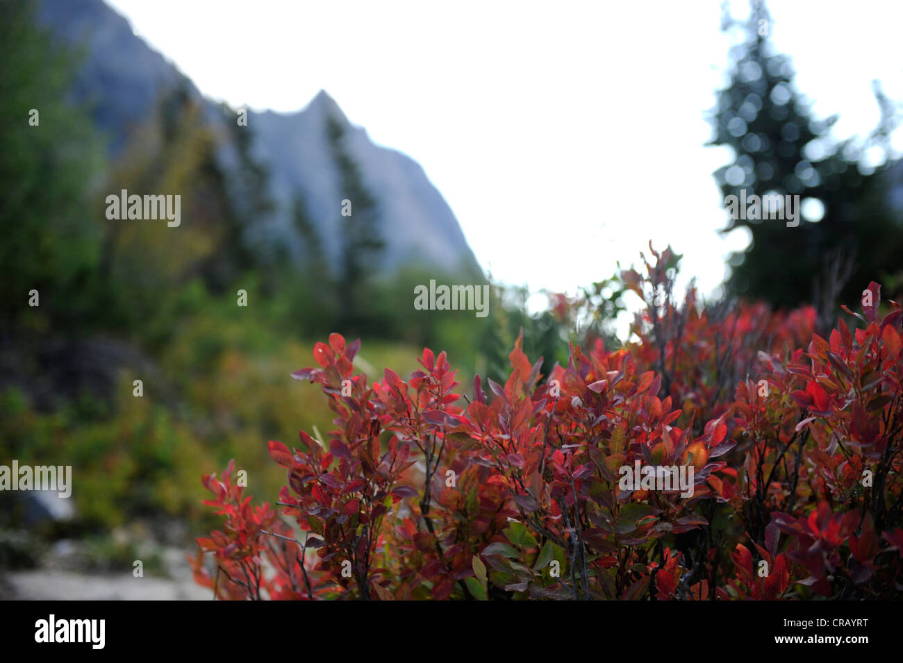 Cascata Canyon Trail nel Parco Nazionale di Grand Teton. Foto Stock