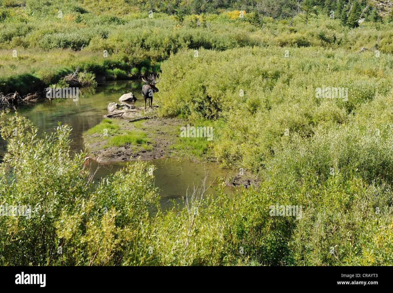 Moose Cascade canyon parco nazionale di Grand Teton. Foto Stock
