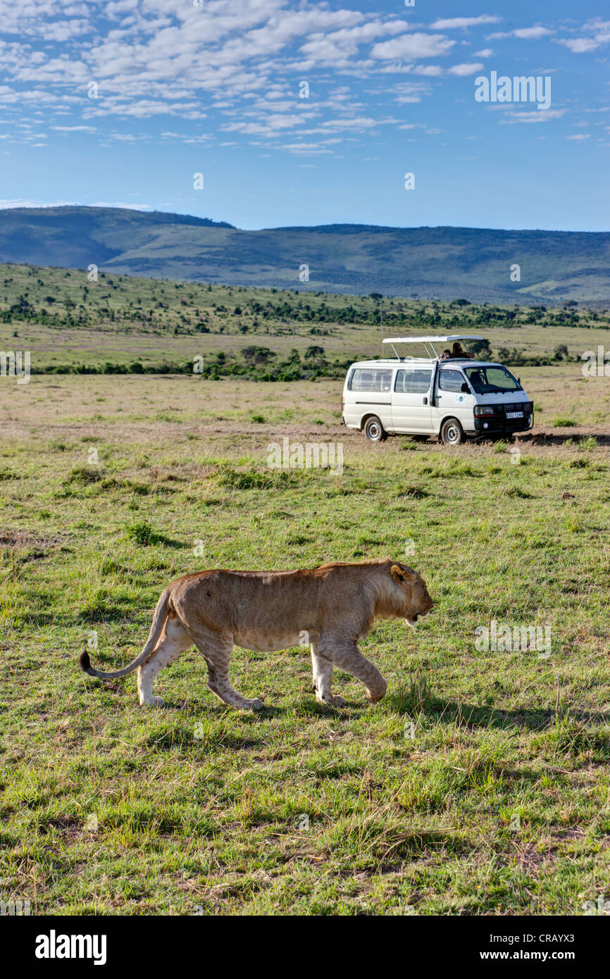 Lion (Panthera leo) percorrendo a piedi nella parte anteriore di un safari bus, il Masai Mara riserva nazionale, Kenya, Africa orientale, Africa Foto Stock