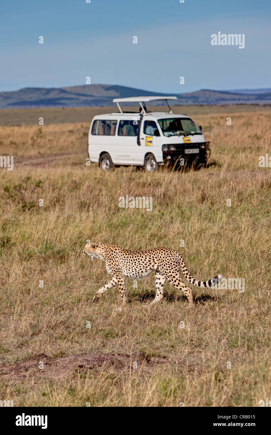Ghepardo (Acinonyx jubatus) passando davanti ad una jeep, il Masai Mara riserva nazionale, Kenya, Africa orientale, Africa, PublicGround Foto Stock