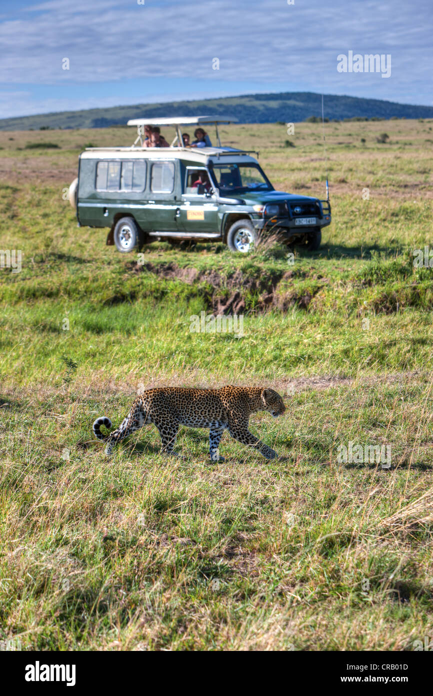 Leopard (Panthera pardus) passando davanti ad una Jeep, il Masai Mara riserva nazionale, Kenya, Africa orientale, Africa, PublicGround Foto Stock