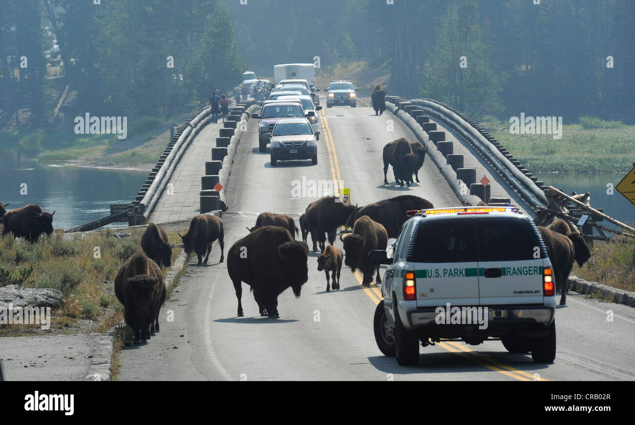 Bison attraversare Ponte di pesca con guida dal National Park Service i Rangers del Parco Nazionale di Yellowstone Foto Stock