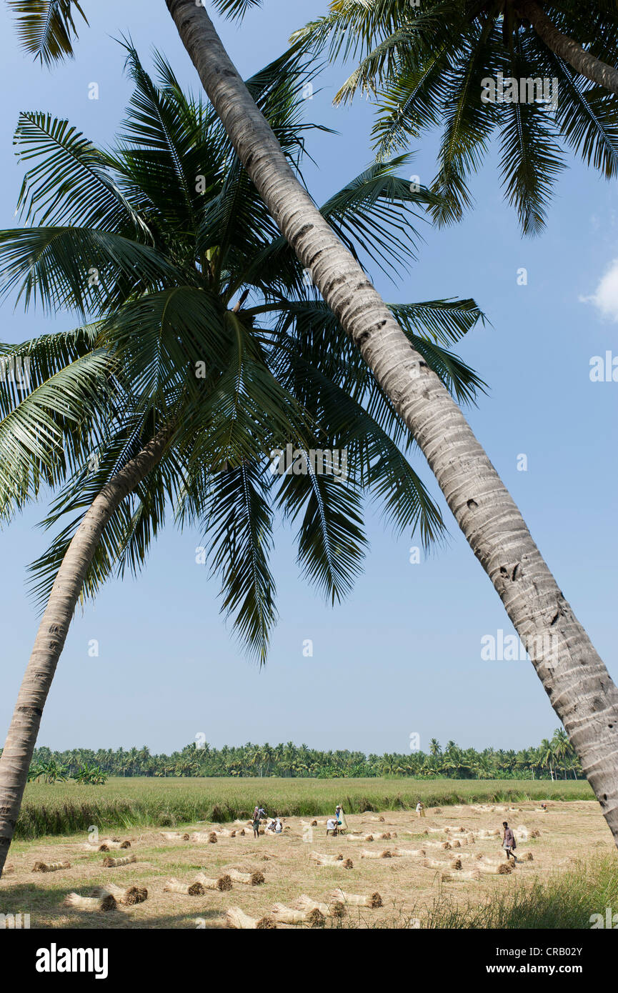 Il campo su cui Korai l'erba è tagliata e legato, Kadambankurichi, vicino Karur, Tamil Nadu, India, Asia Foto Stock