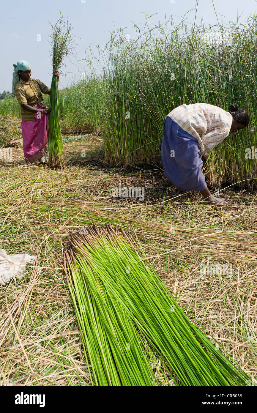 Korai l'erba è tagliata e legato, Kadambankurichi, vicino Karur, Tamil Nadu, India, Asia Foto Stock