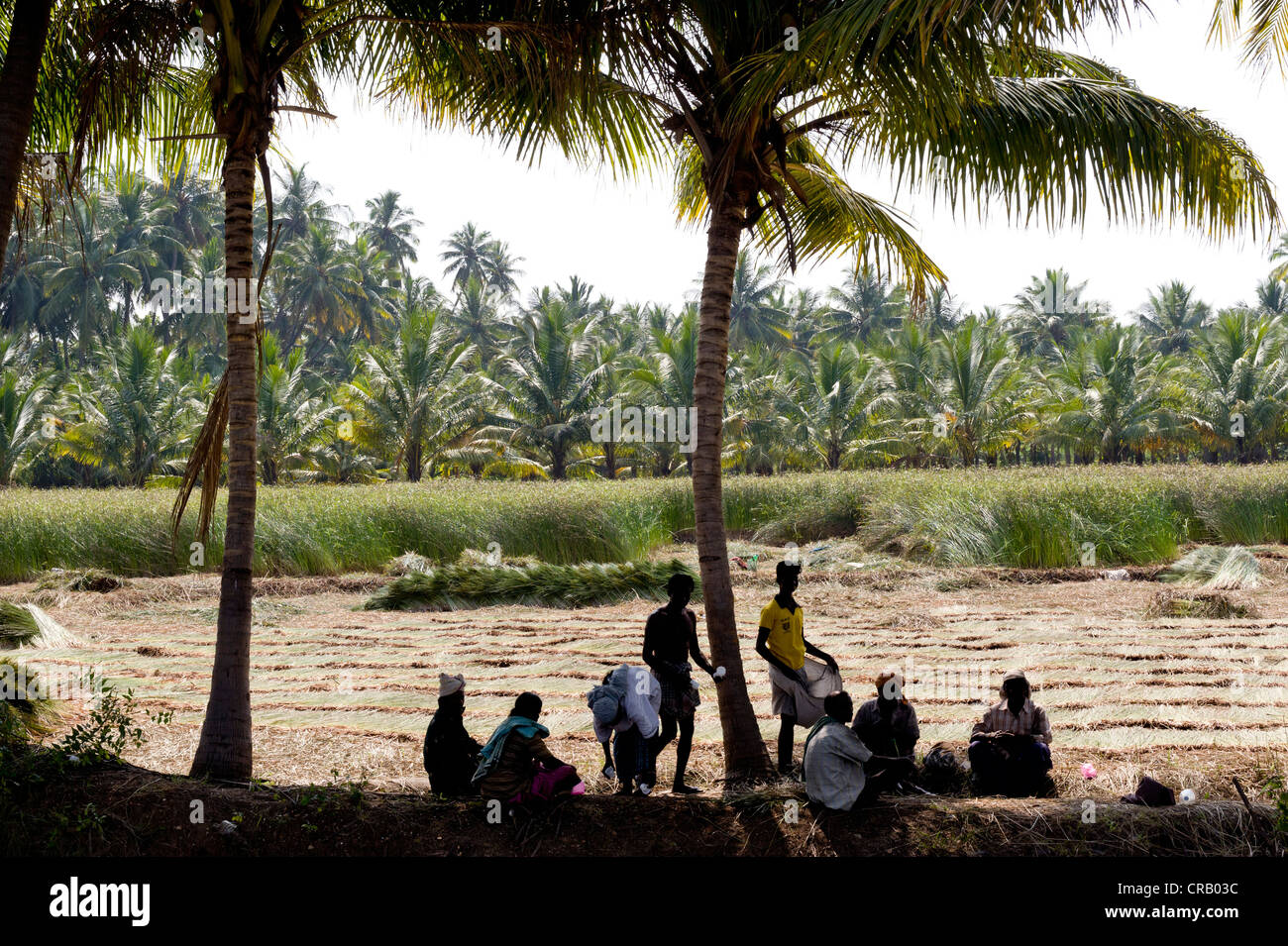 Korai l'erba è tagliata e legato, Kadambankurichi, vicino Karur, Tamil Nadu, India, Asia Foto Stock