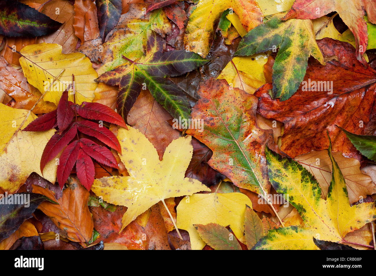 Un abstract di foglie di autunno Foto Stock