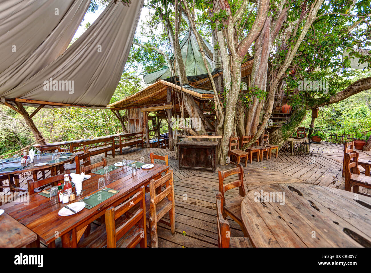 Ristorante in un enorme albero Mugumo-Fig, Sacro Fig o Bo-Tree (Ficus religiosa), Kiganjo-Nanyuki Road, Nanyuki, Kenya, Africa orientale Foto Stock