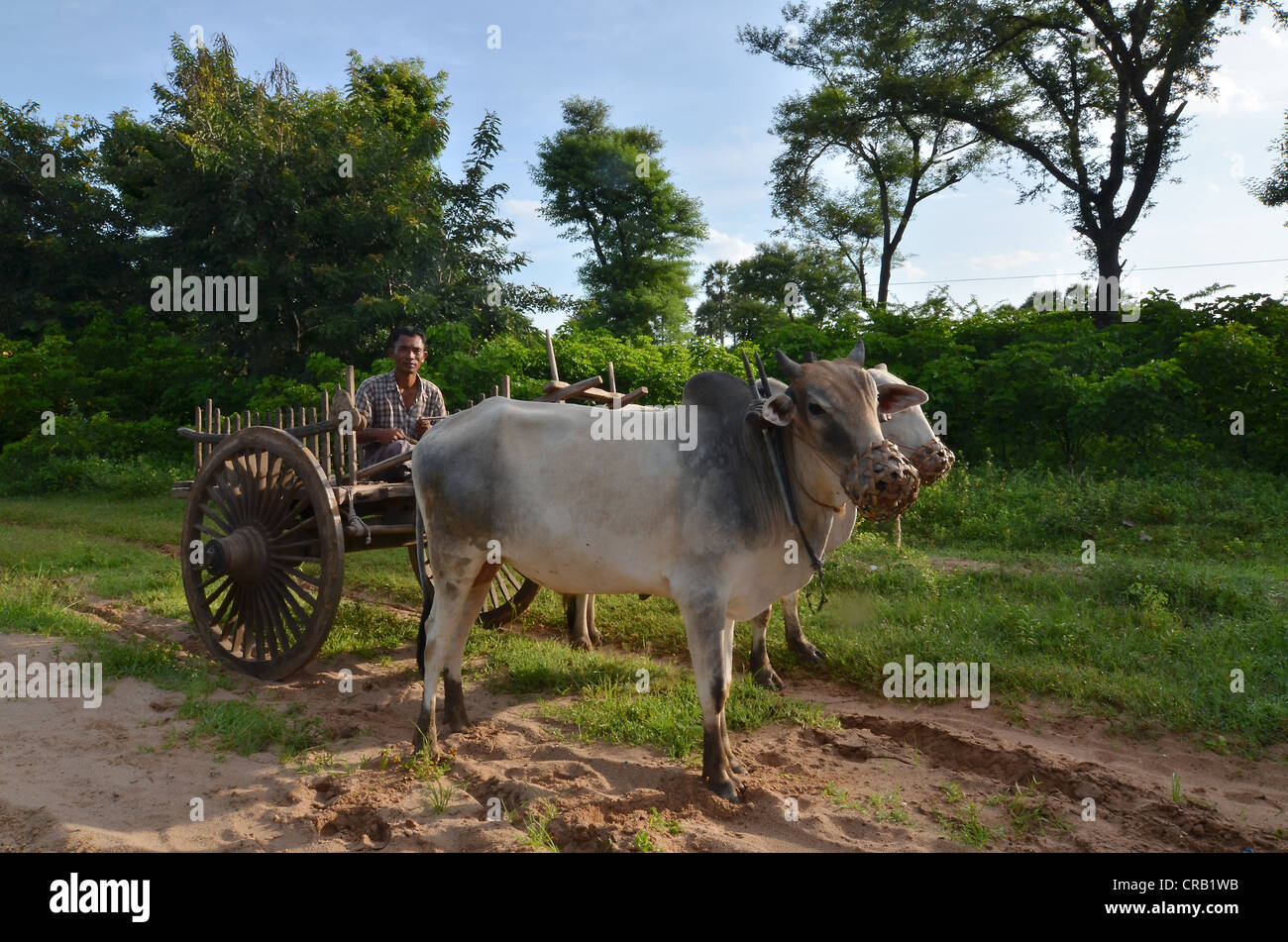 L'agricoltore birmano con ox carrello realizzato in legno nad due buoi, Bagan, pagano, birmania, myanmar, sud-est asiatico Foto Stock