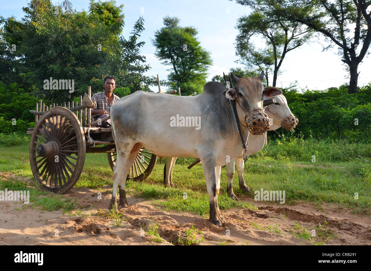 L'agricoltore birmano con un bue in legno carrello e due buoi, Bagan, pagano, birmania, myanmar, Asia sud-orientale, Asia Foto Stock