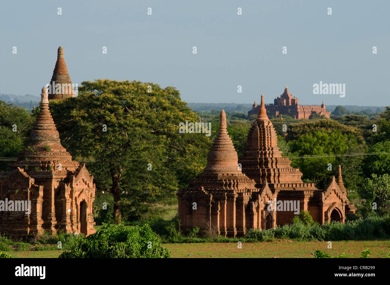 Campo pagoda, pagode buddiste, Old Bagan, pagano, birmania, myanmar, Asia sud-orientale, Asia Foto Stock