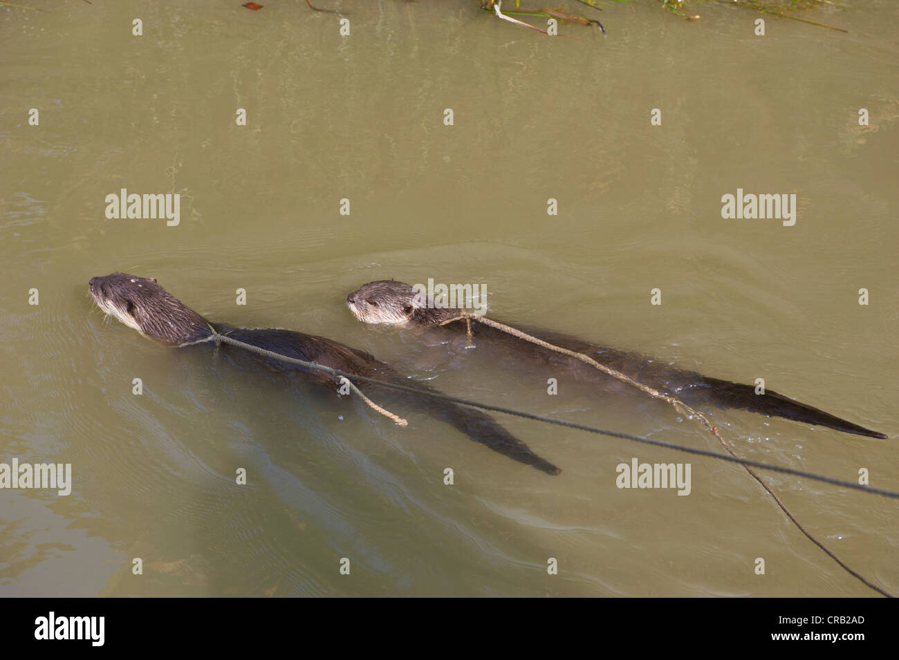 Univoco a livello globale per la pesca con la lontra (Lutra lutra), Bangladesh Asia Foto Stock