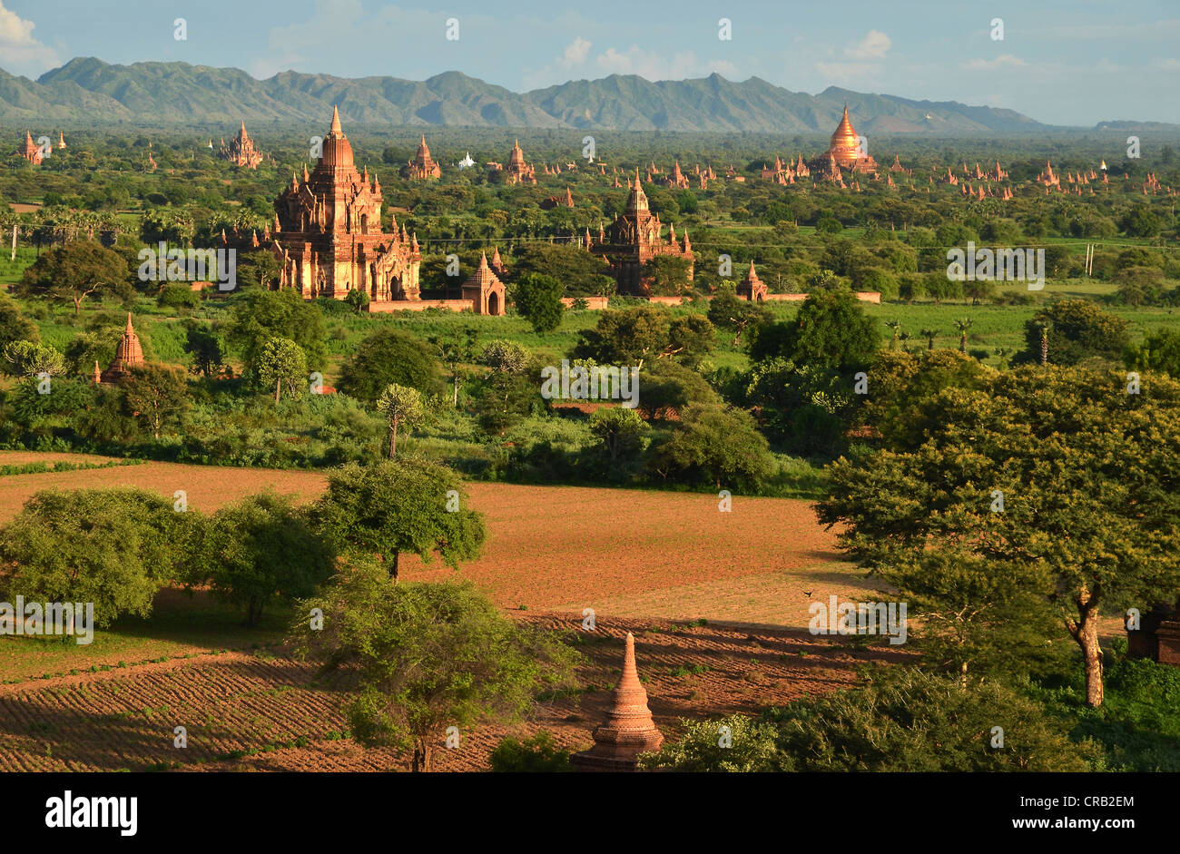 Campo pagoda, templi, Zedi, Old Bagan, pagano, birmania, myanmar, Asia Foto Stock