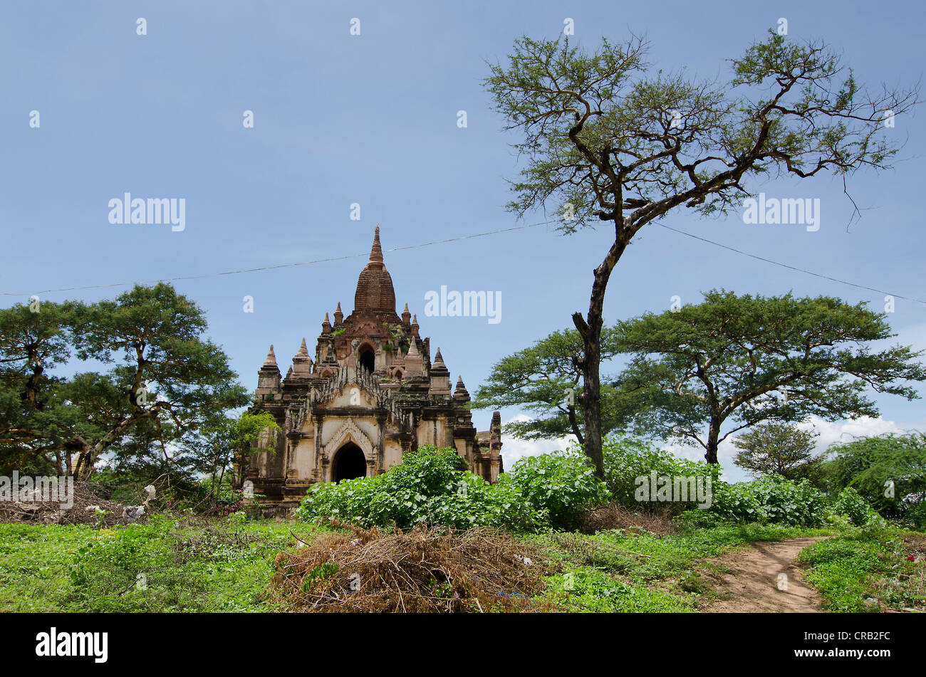 Albero e vecchia pagoda buddista, campo pagoda, tempio, Zedi, Bagan, pagano, Nyaung U, Shwezigon Pagoda, birmania, myanmar Foto Stock