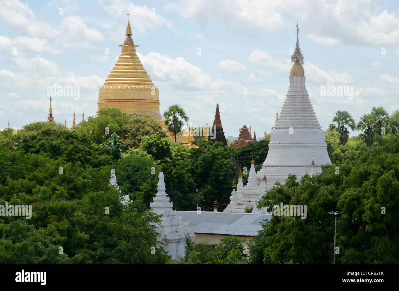 Campo pagoda, tempio, Zedi, Old Bagan, pagano, Nyaung U, Shwezigon Pagoda, birmania, myanmar, Asia sud-orientale, Asia Foto Stock