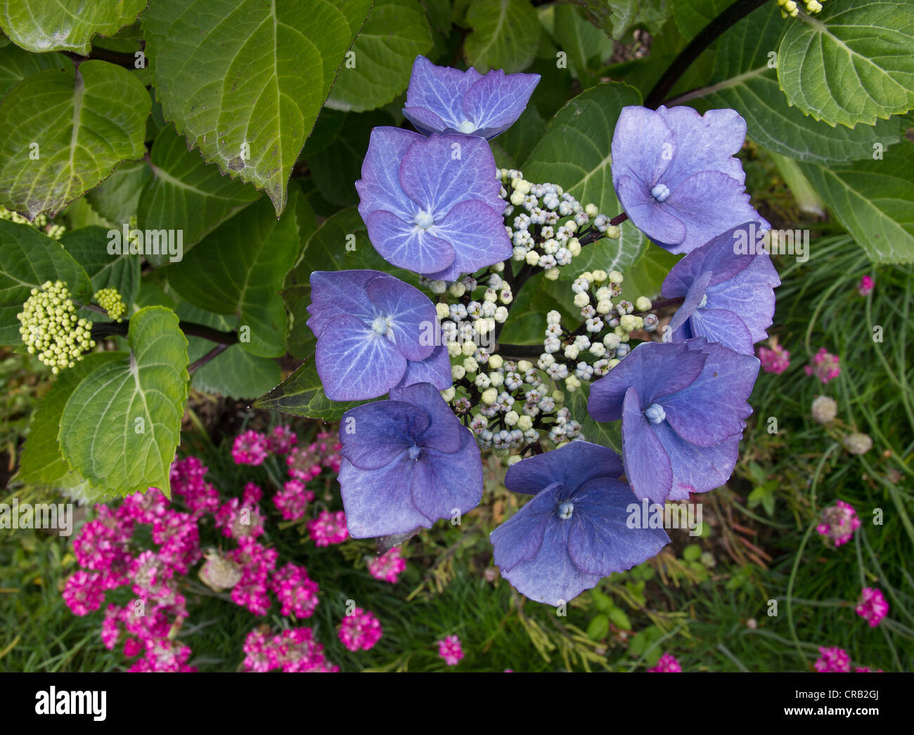 Blue Hydrangea macrophylla normalis Foto Stock