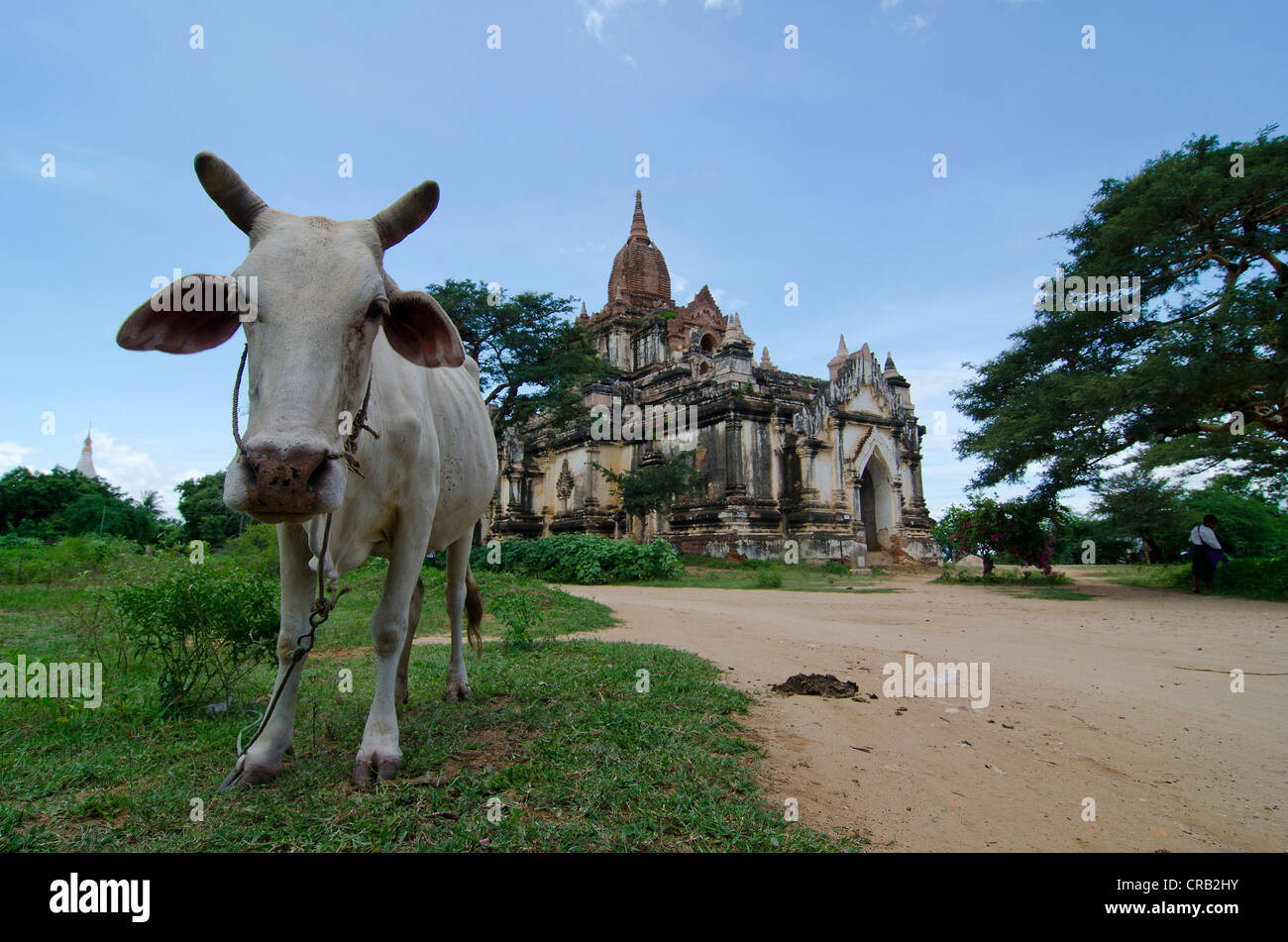 Ox nella parte anteriore di una pagoda, Bagan, MYANMAR Birmania, Asia sud-orientale, Asia Foto Stock