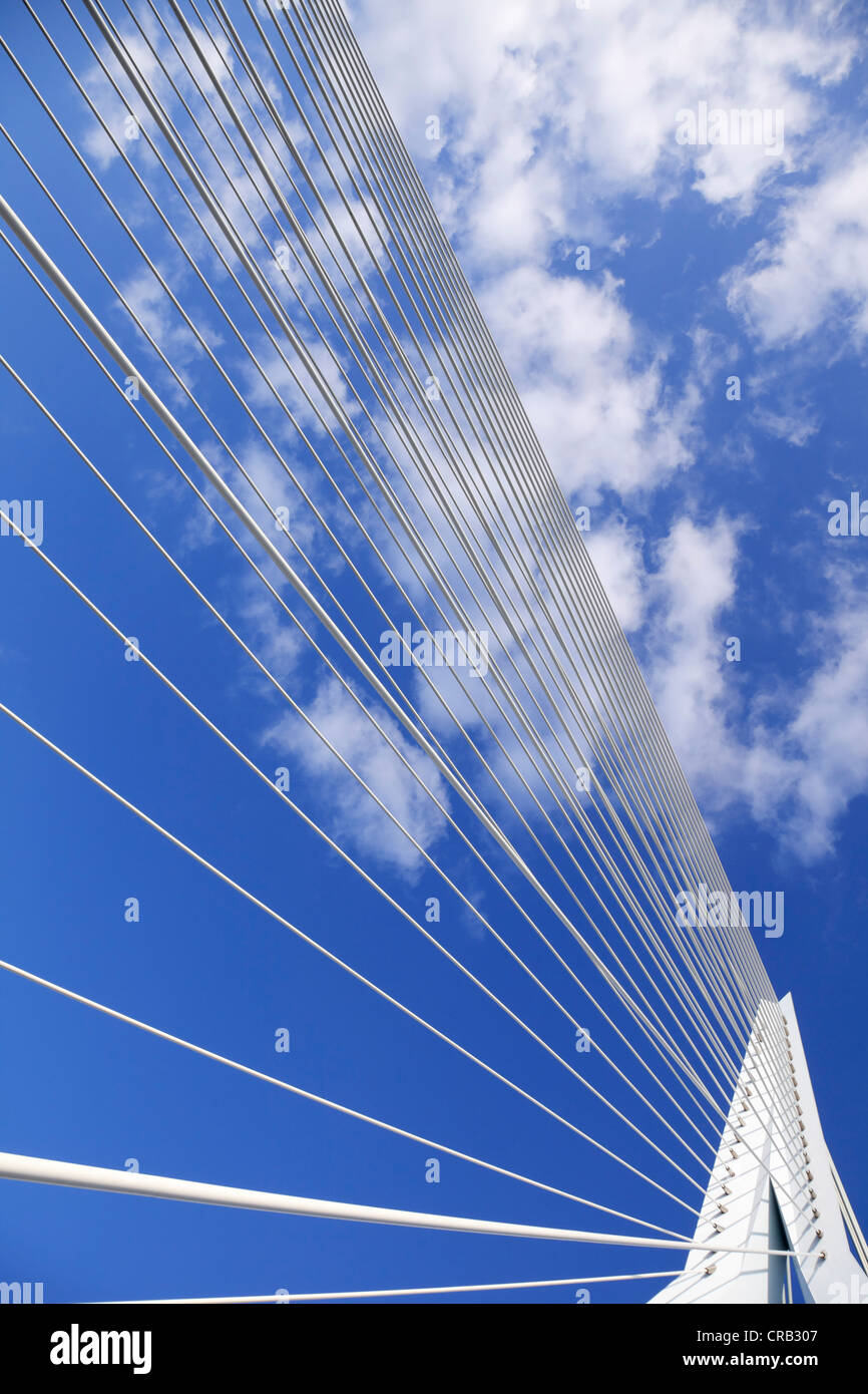 I cavi di supporto e il pilone di un cavo-alloggiato ponte, Ponte Erasmus di Rotterdam, Olanda, Paesi Bassi, Europa Foto Stock