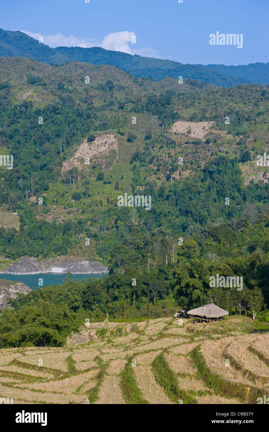 Asciugare la coltivazione del riso, Arunachal Pradesh, a nord est dell India, India, Asia Foto Stock