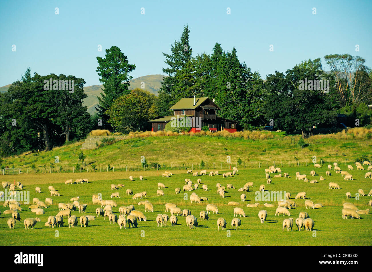 Gregge di pecore nel Sud delle Alpi, Isola del Sud, Nuova Zelanda Foto Stock