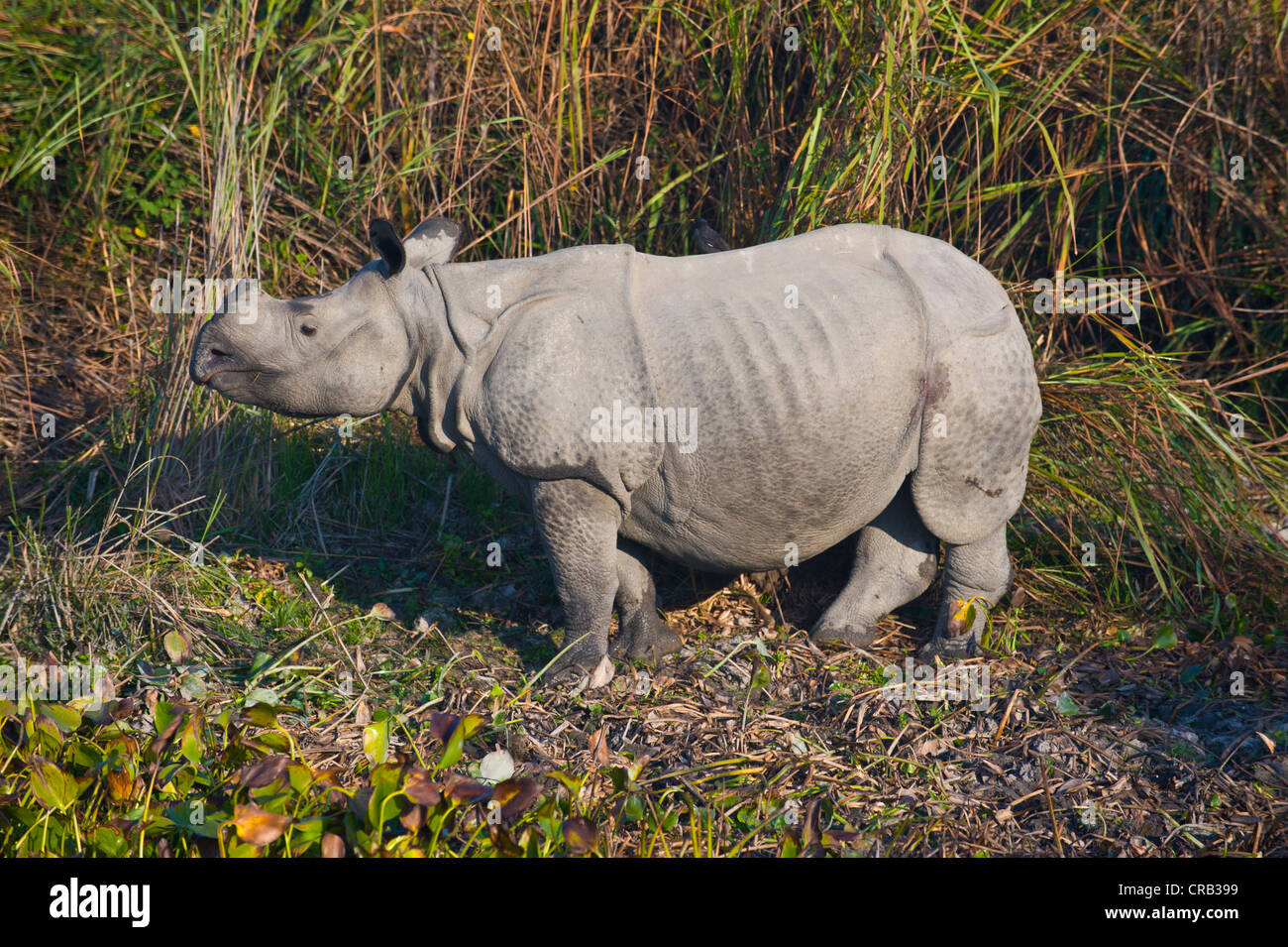 Il rinoceronte indiano (Rhinoceros unicornis) nel Patrimonio naturale UNESCO sito del Parco Nazionale di Kaziranga, Assam Foto Stock