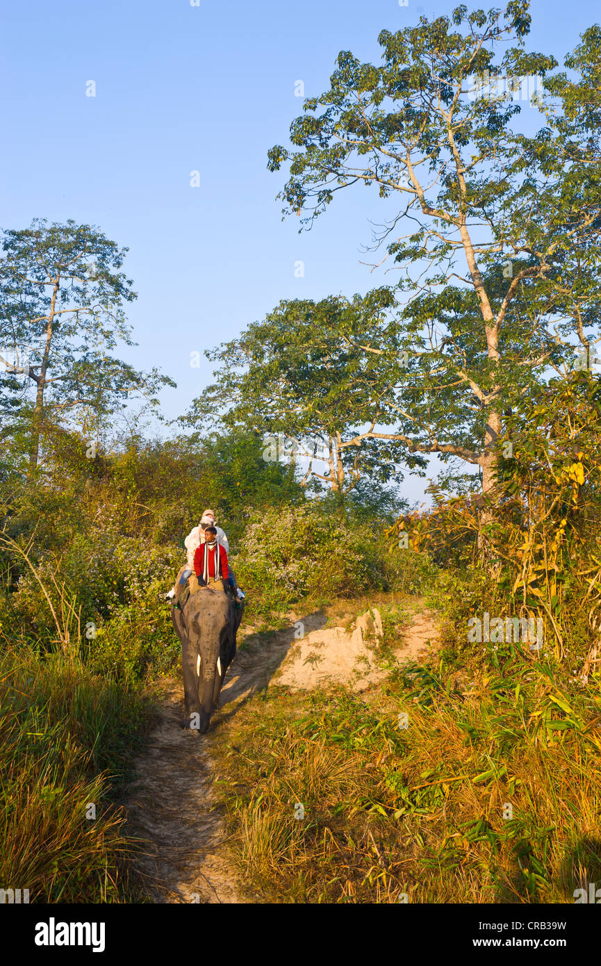 I turisti a cavallo di un elefante nel Patrimonio naturale UNESCO sito del Parco Nazionale di Kaziranga, Assam, nord-est dell India Foto Stock