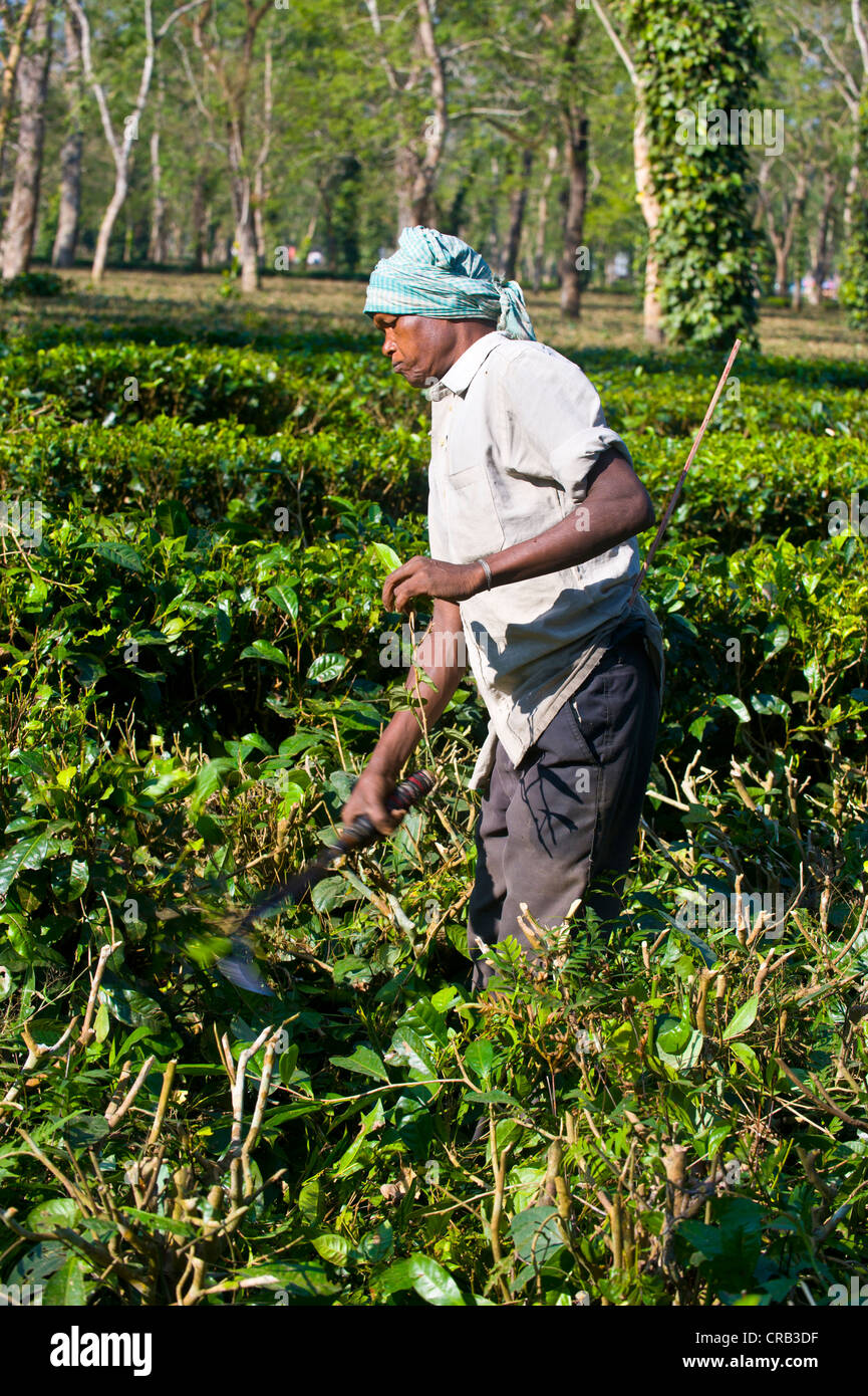 Lavoratore in una piantagione di tè in Assam, nord-est dell India, India, Asia Foto Stock