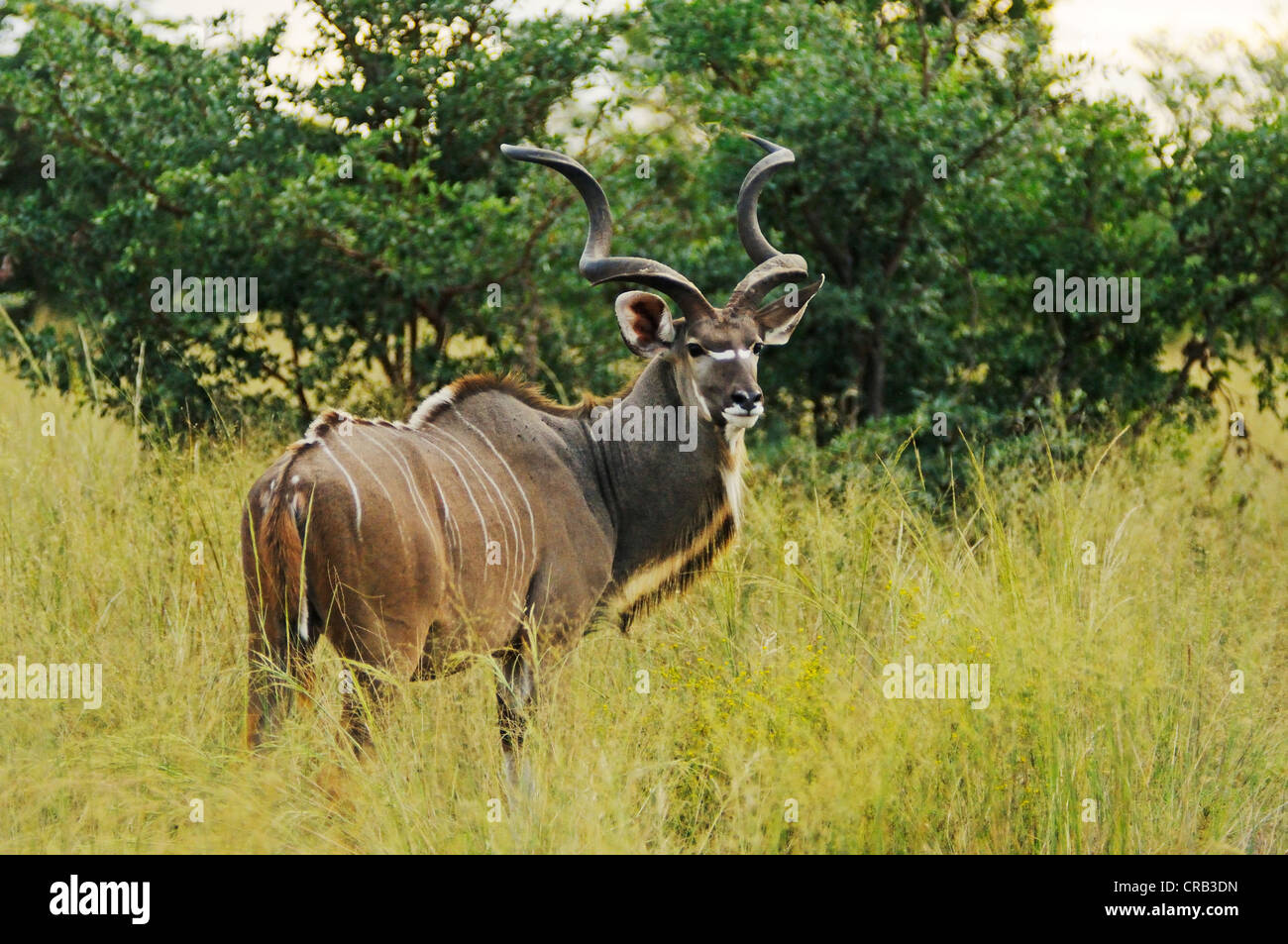 Kudu maggiore (Tragelaphus strepsiceros), antilopi, in Bwabwata National Park, ex Caprivi e Parco Nazionale Nazionale Mahango Foto Stock