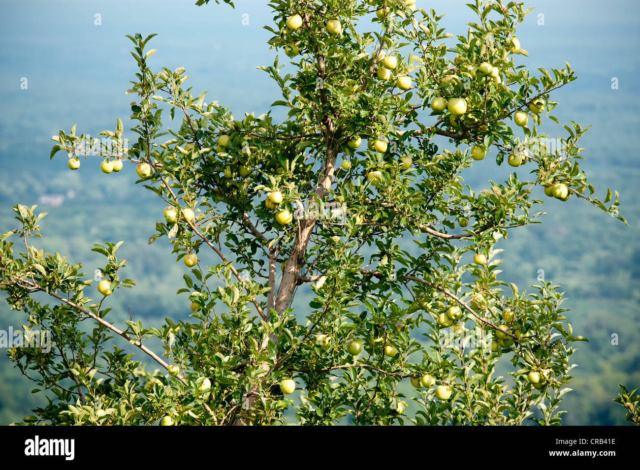 Albero di mele che domina una vallata su un Apple Orchard Foto Stock
