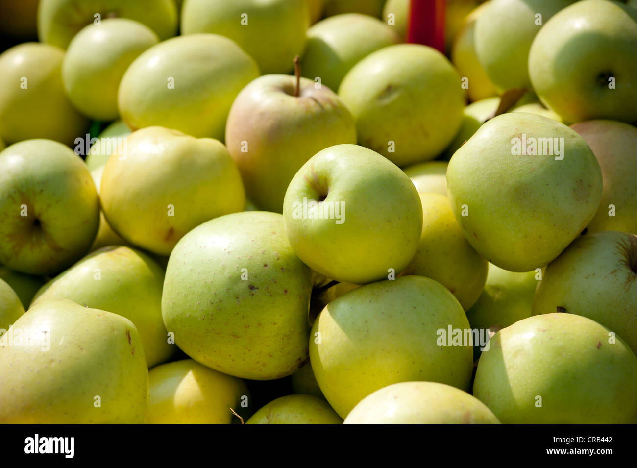 Pila di mele verdi Foto Stock
