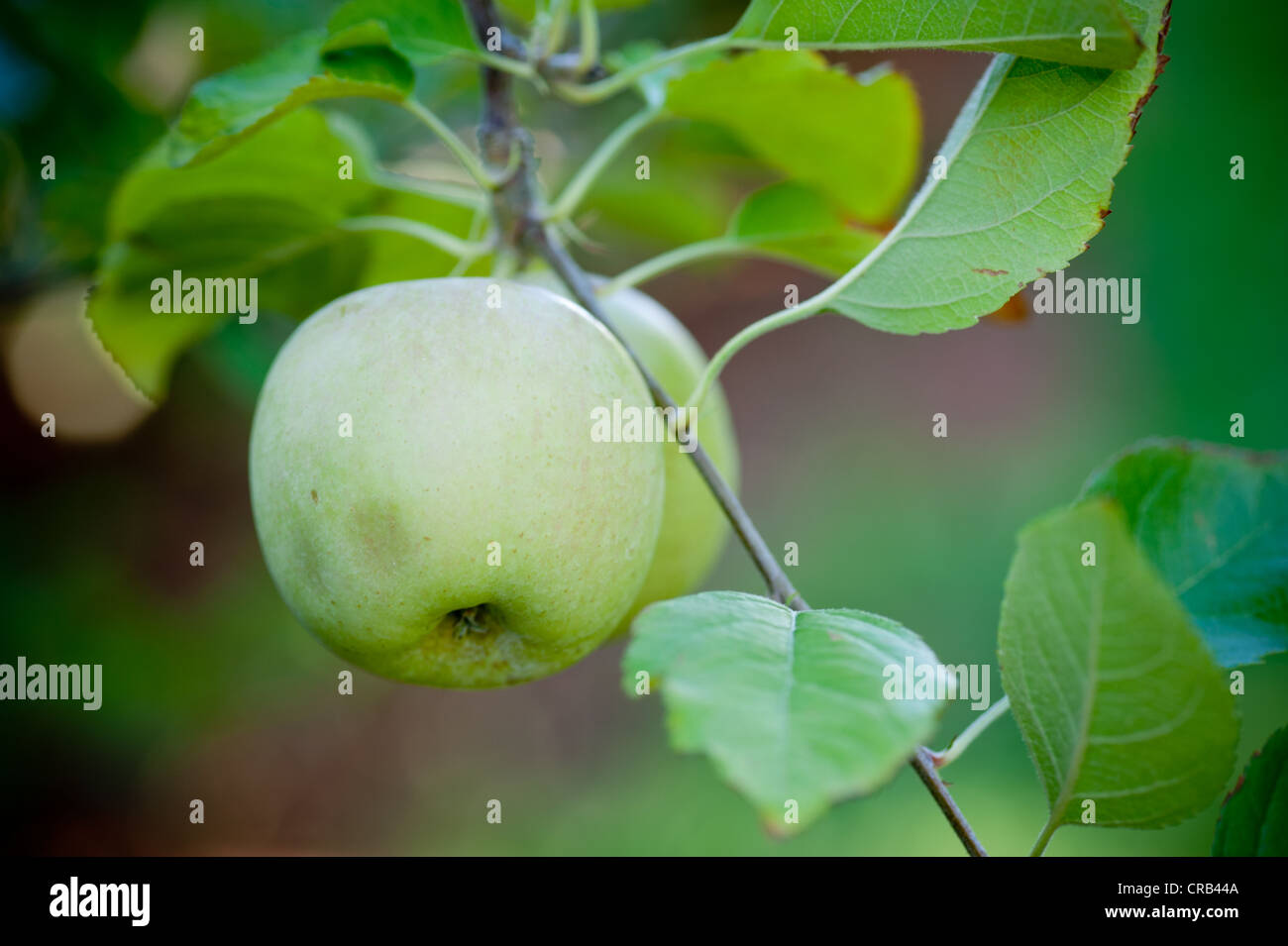 Verde mela hanging off il ramo in un Apple Orchard Foto Stock