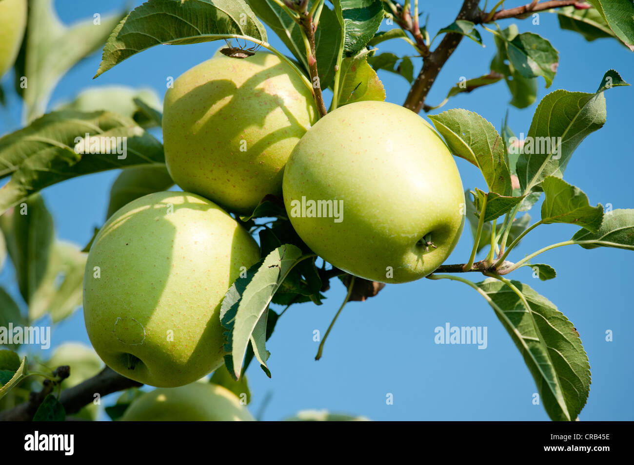 Verde mela hanging off il ramo in un Apple Orchard Foto Stock