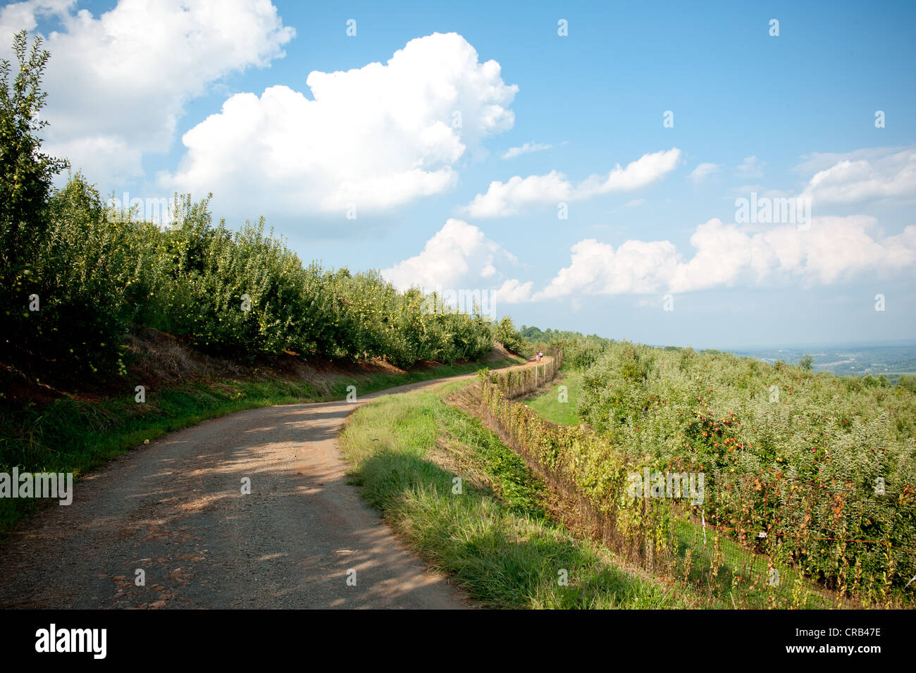 Strada sterrata serpeggiante attraverso apple Orchard Foto Stock