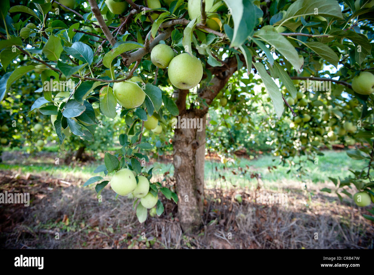 Mele hanging off il ramo in un Apple Orchard Foto Stock