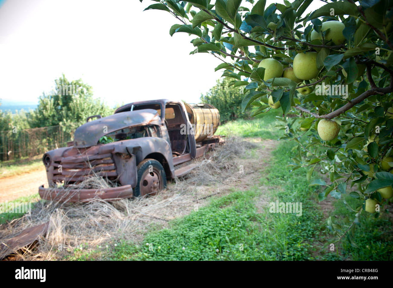 Vecchio arrugginito fuori carrello abbandonato in un Apple Orchard Foto Stock