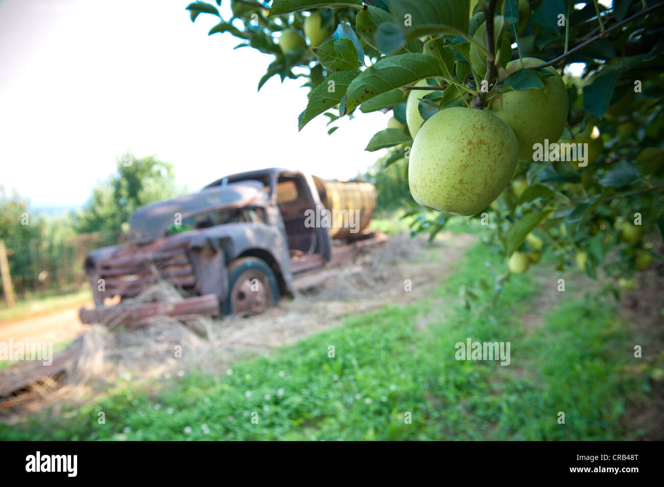 Vecchio arrugginito fuori carrello abbandonato in un Apple Orchard Foto Stock