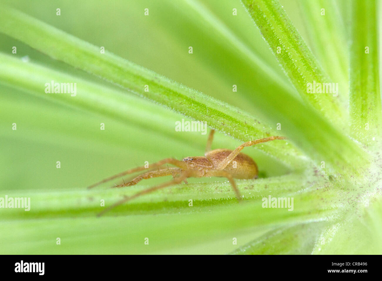 Esecuzione di ragno granchio (Philodromidae) nascondere nel gambo di pianta Foto Stock