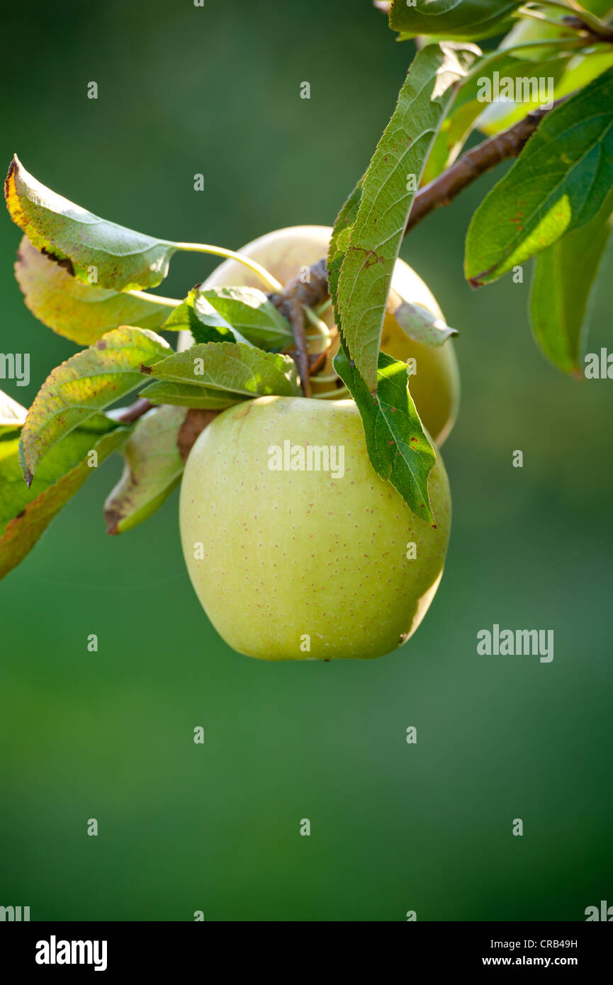 Verde mela hanging off il ramo in un Apple Orchard Foto Stock