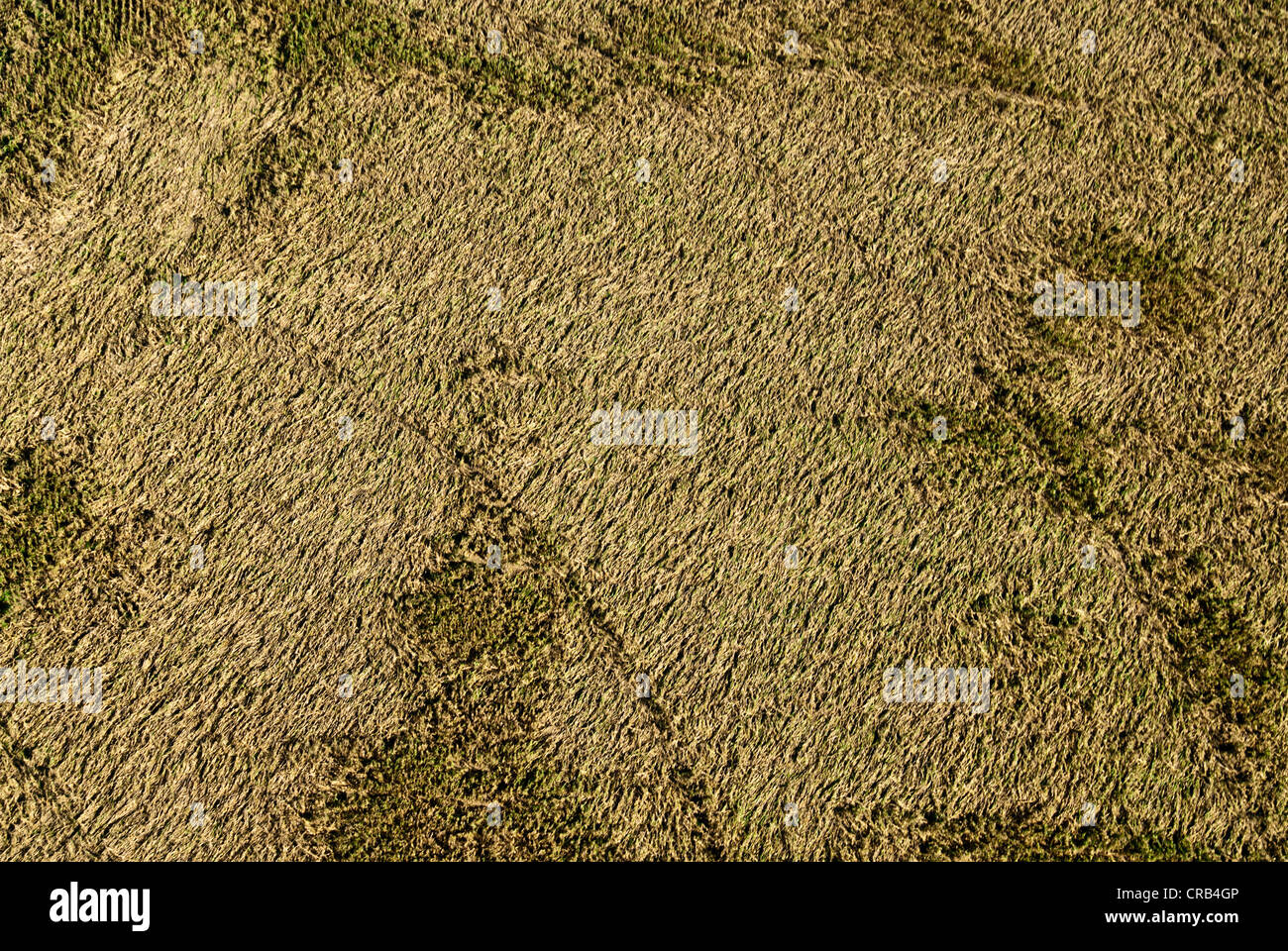 La sponda orientale del vento delle antenne di mais danneggiati e trame di prova Foto Stock