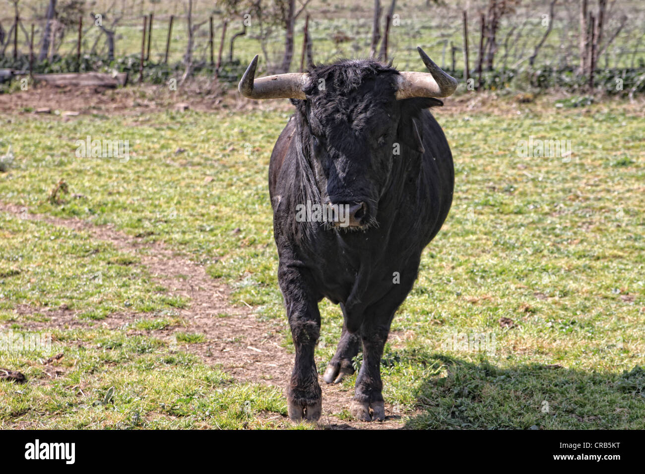 Andalucia,Spagna, Bull fattoria (per le corride) vicino a Vejer de la Frontera Foto Stock