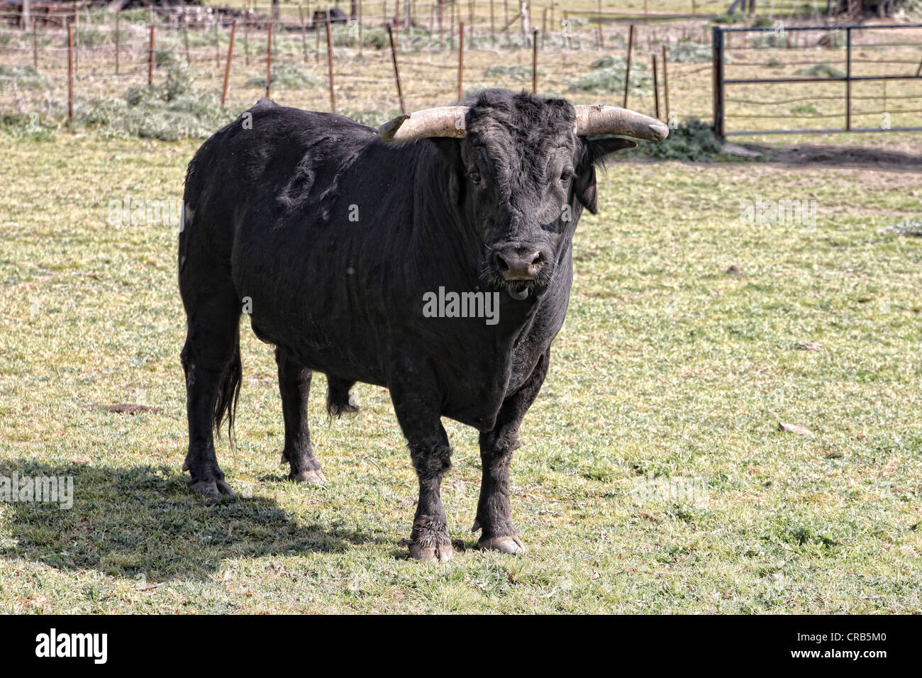 Andalucia,Spagna, Bull fattoria (per le corride) vicino a Vejer de la Frontera Foto Stock