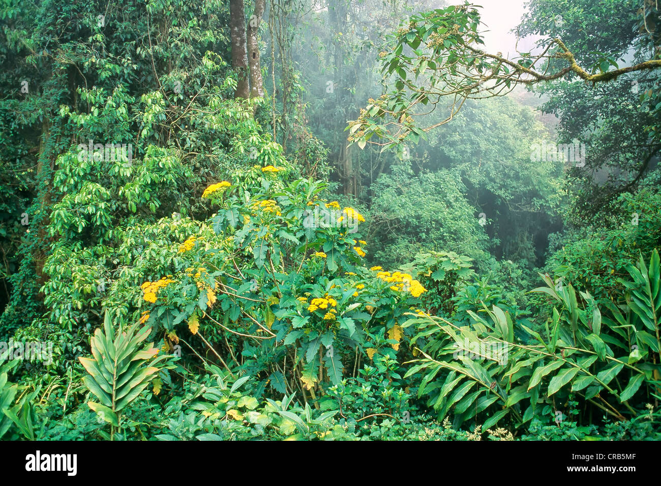 Monteverde Cloud Forest Riserve, Costa Rica. Foto Stock
