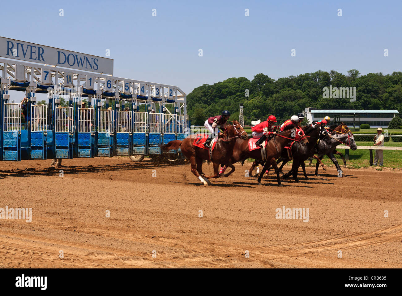 I cavalli purosangue all'inizio di una gara. Foto Stock