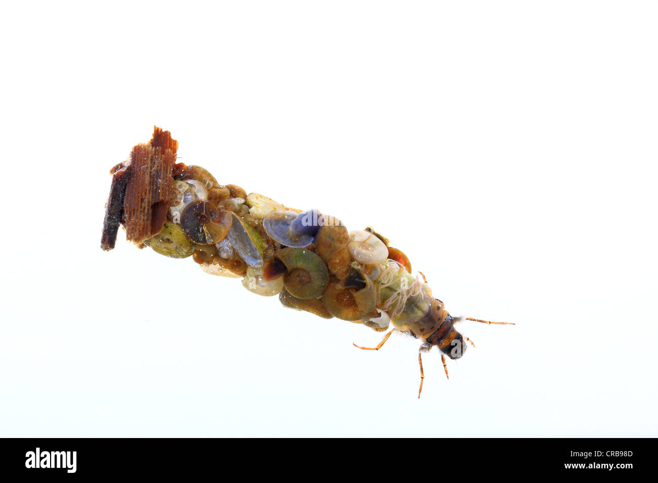 Larva di Caddisfly (tricotteri), guaina costituito di cozze e lumache, larva vivere sotto l'acqua Foto Stock