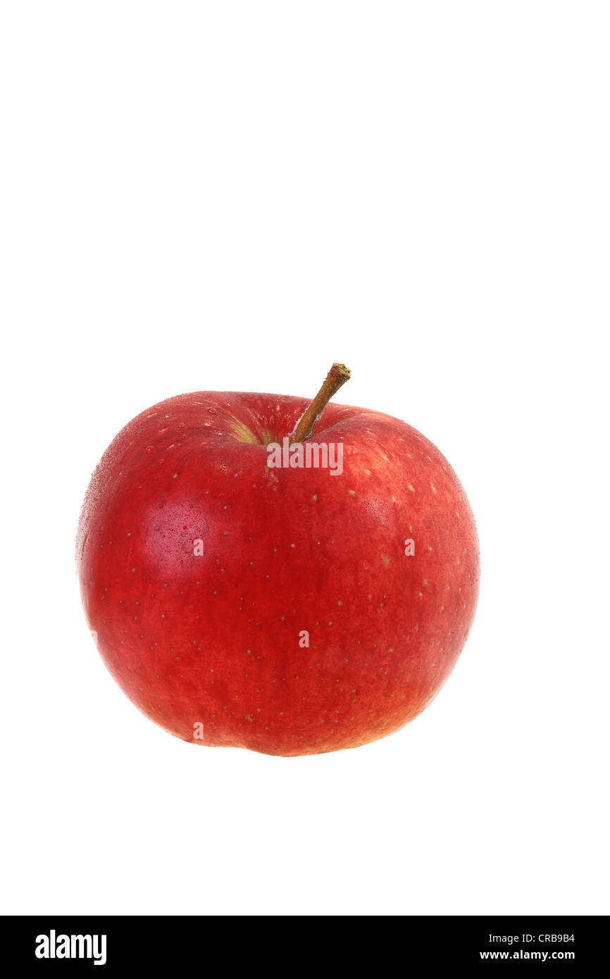 Apple, Santana varietà, noto come un apple per chi soffre di allergie, presso l'Università olandese di Wageningen si è scoperto che Foto Stock