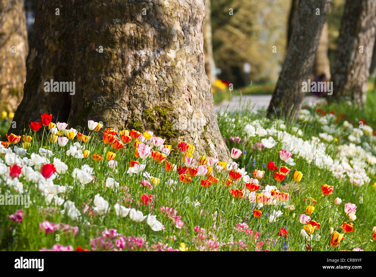 Fioritura di tulipani sull'isola di Mainau, distretto di Konstanz, Baden-Wuerttemberg, Germania, Europa Foto Stock