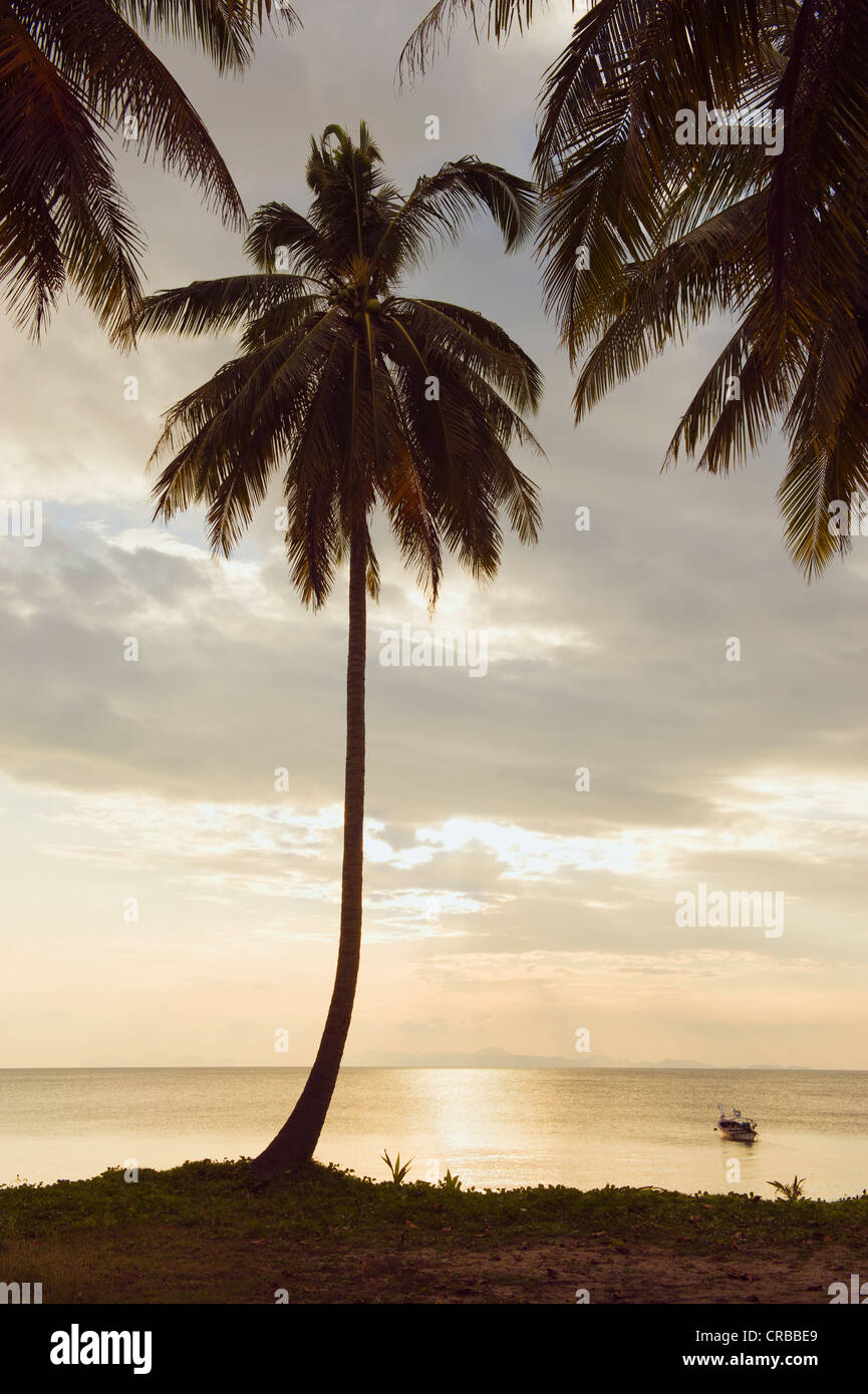 Palm Tree, tramonto, Golden Pearl Beach, Ko Jum o Koh Pu isola, Krabi, Thailandia, Sud-est asiatico Foto Stock
