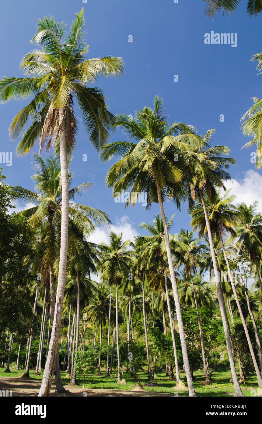 Gli alberi di palma, Palm grove, su Long Beach, Koh Yao Noi, Phang Nga, Thailandia, Sud-est asiatico, in Asia Foto Stock
